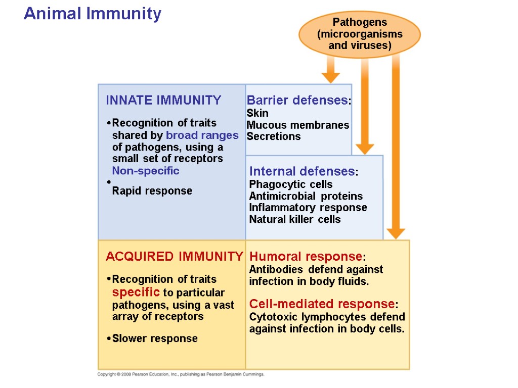 Animal Immunity INNATE IMMUNITY Recognition of traits shared by broad ranges of pathogens, using